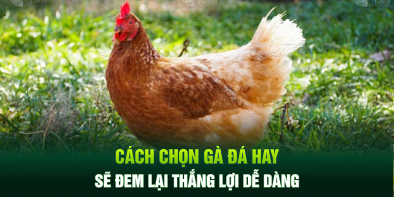 Cách chọn gà đá hay sẽ đem lại thắng lợi dễ dàng