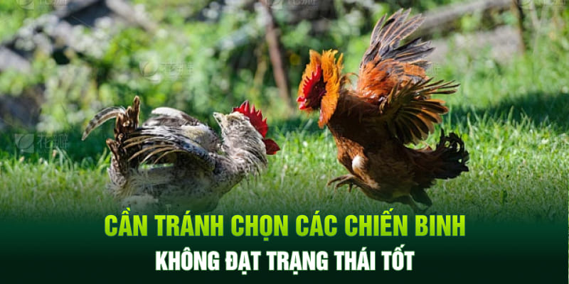 Cần tránh chọn các chiến binh không đạt trạng thái tốt