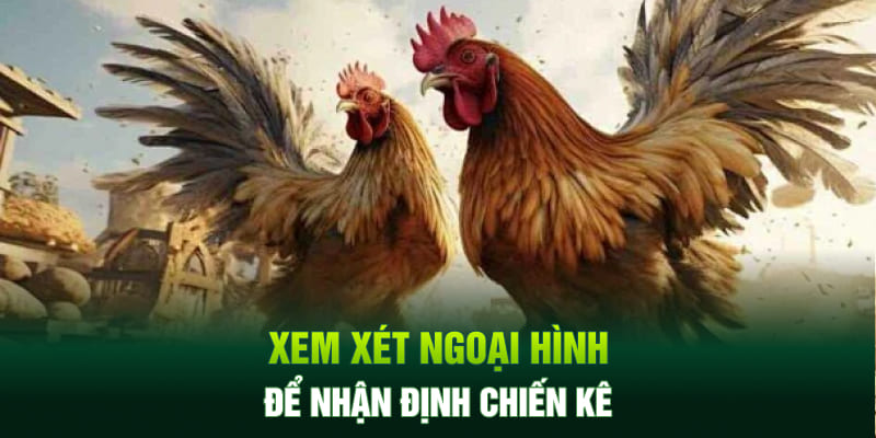 Xem xét ngoại hình để nhận định chiến kê